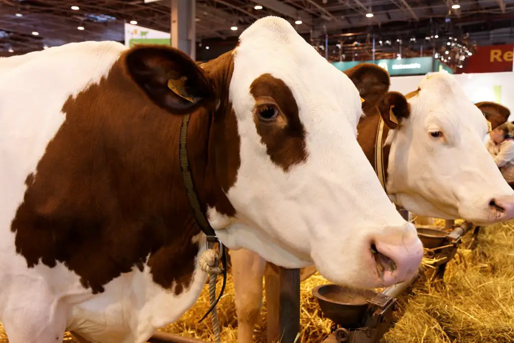 Vaches au Salon de l'Agriculture