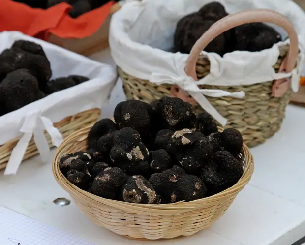 Truffe du Périgord