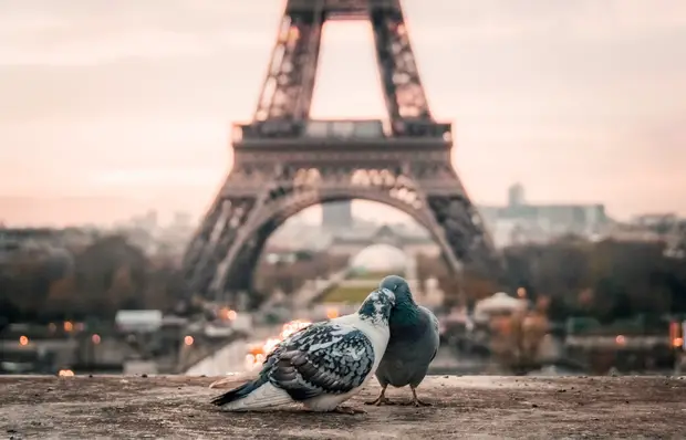 Pigeons Paris Eiffel Février