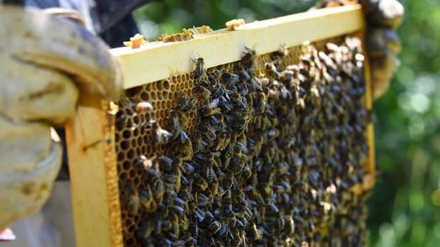 Apiculture