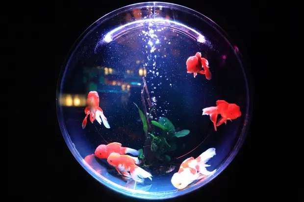 aquarium de Londres
