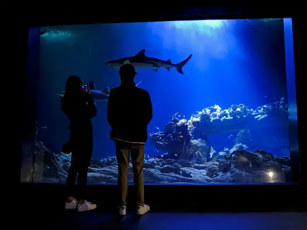 aquarium de paris et un requin