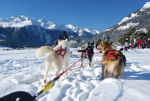 Chiens de traîneau 