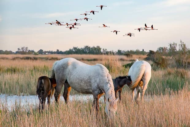 Les chevaux de Camargue