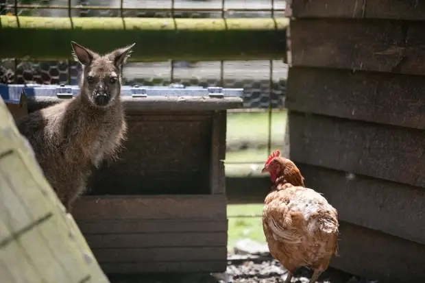 minin ferme camping saint michel