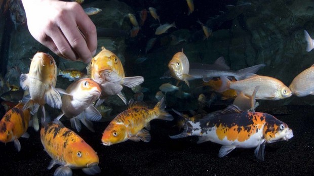 Aquarium de Paris