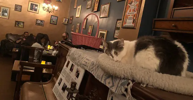 Chat dort dans un café