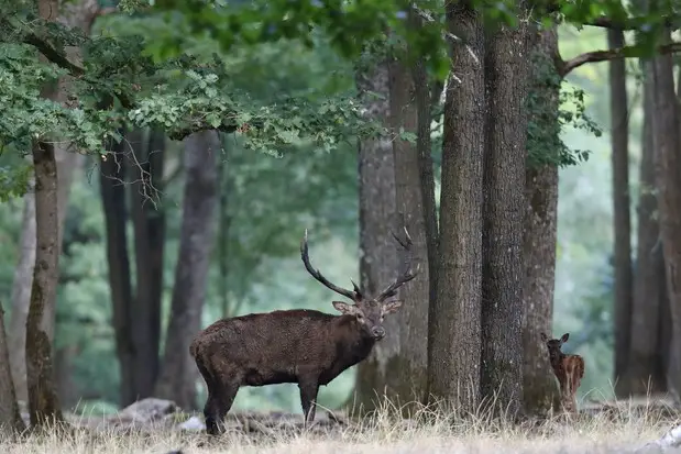 Cerf Forêt de Rambouillet