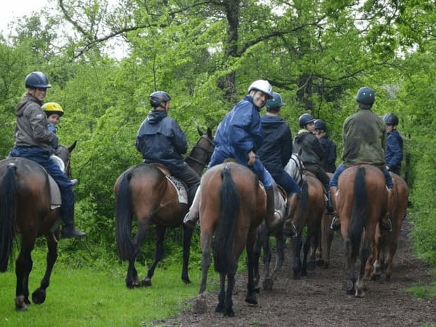 cheval foret de chantilly