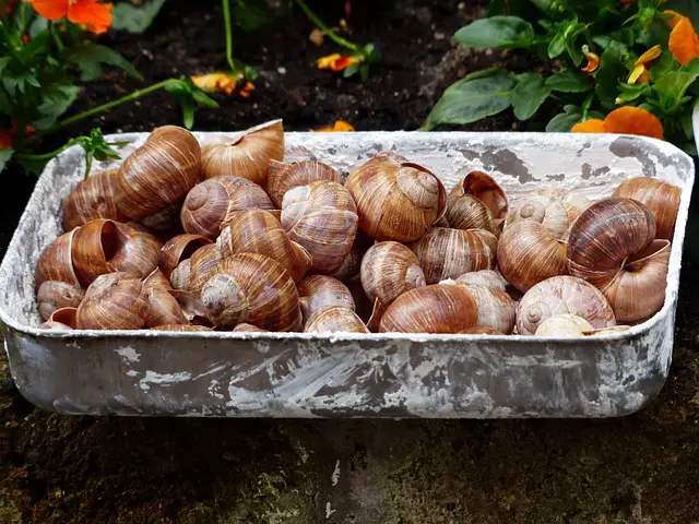 coquilles d'escargots