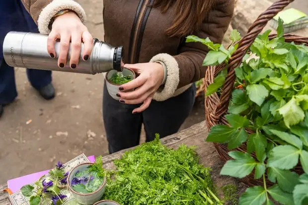 plant recipe
