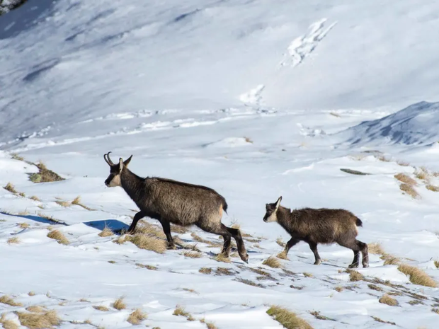 La faune sauvage à Chamonix