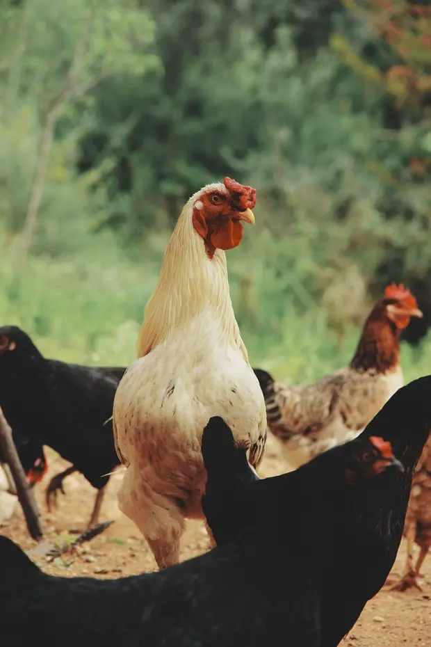 image de ferme