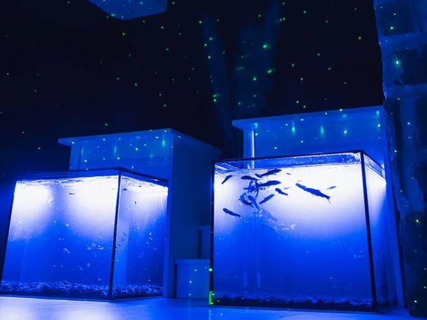 fish spa
