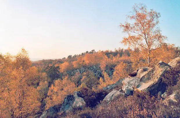 foret de fontainebleau