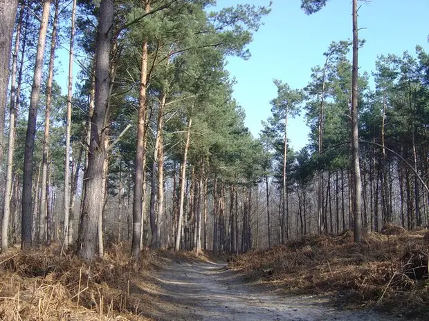 Forêt de Montmorency