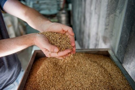 Grains lors du brassage