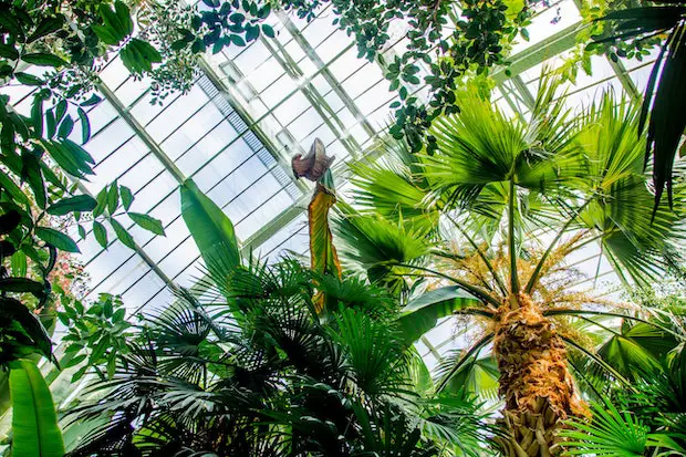 Grandes Serres du Jardin des Plantes