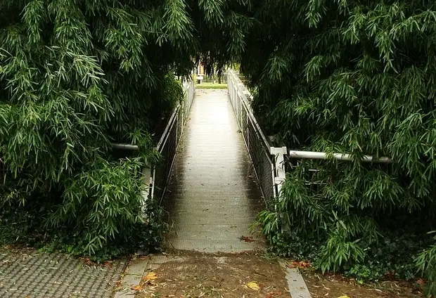 jardin bambous parc villette paris