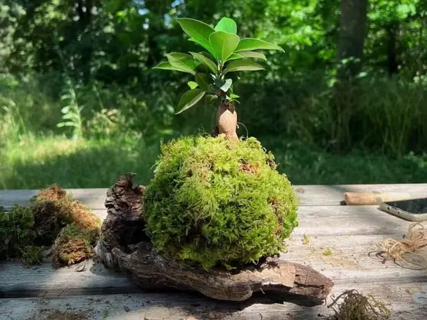 kokedama