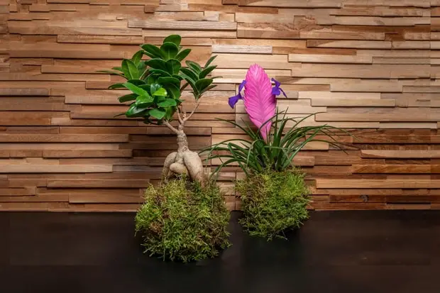 Kokedama