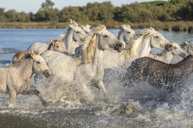 la-camargue