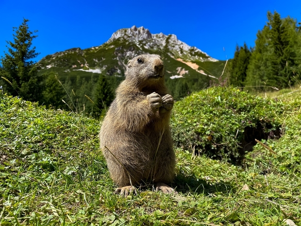 marmotte sauvage