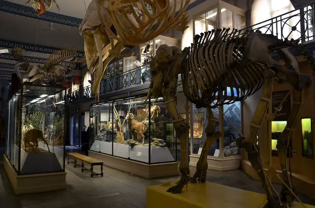 Musée d'Histoire Naturelle