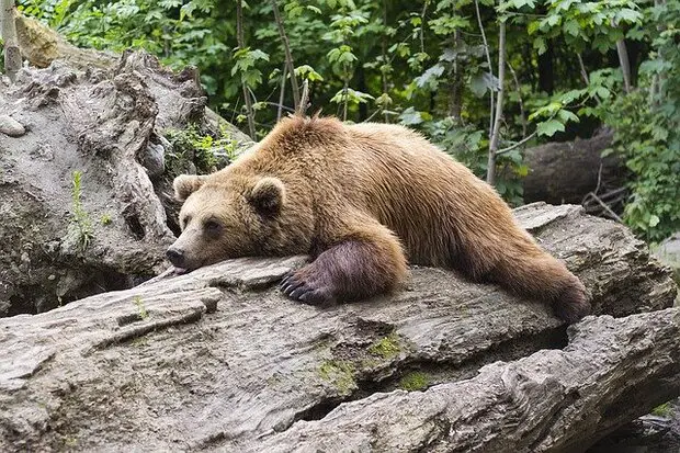 brown bear