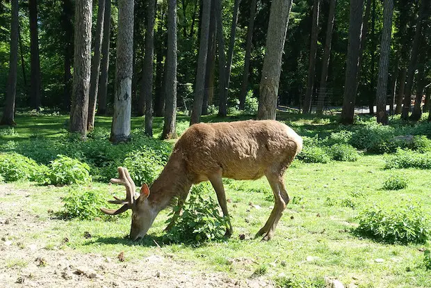 Parc Animalier de la Grande Jeanne