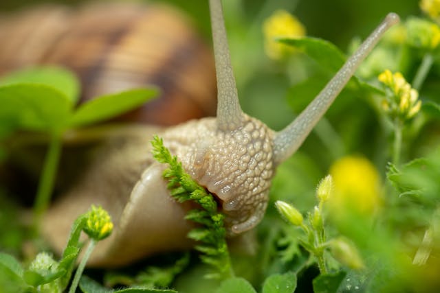 escargot