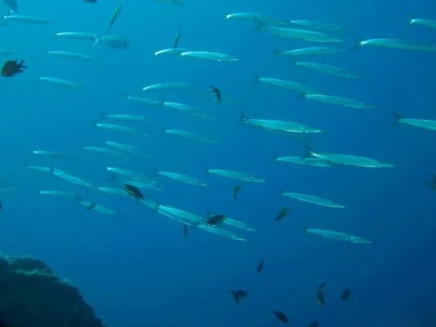 Plongée sous marine en Corse