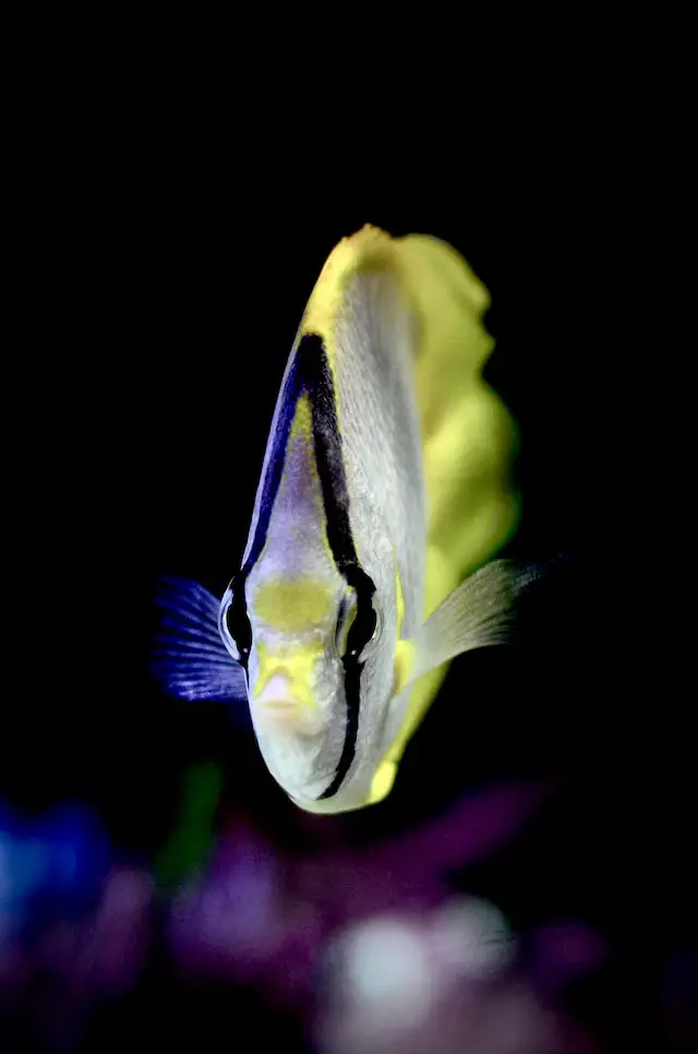 poisson aquarium de paris