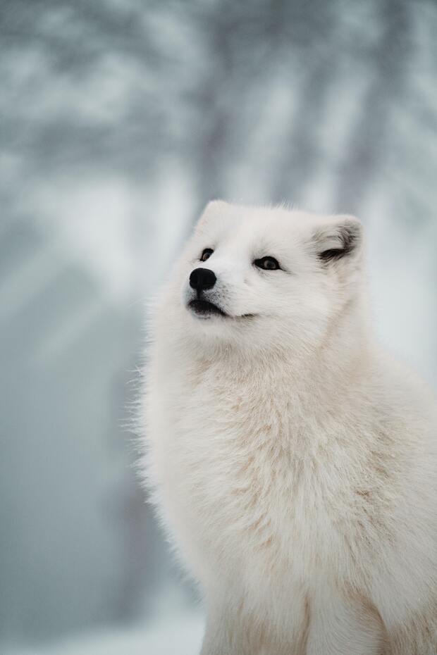 Un renard polaire à trouver au zoo