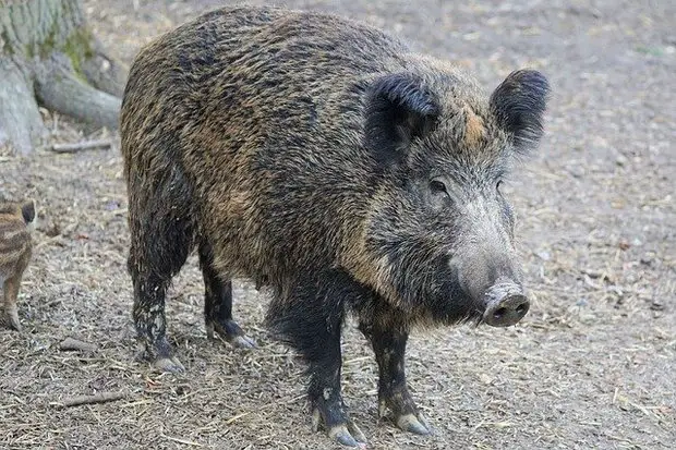 wild boar