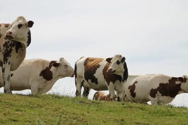 vaches normandes