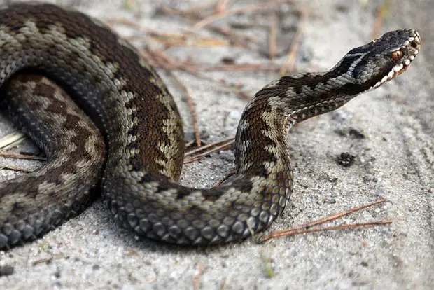 The 13 Most Dangerous Animals and Insects Found in France The 13 Most Dangerous Animals and Insects Found in France