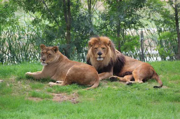 Zoo African Safari