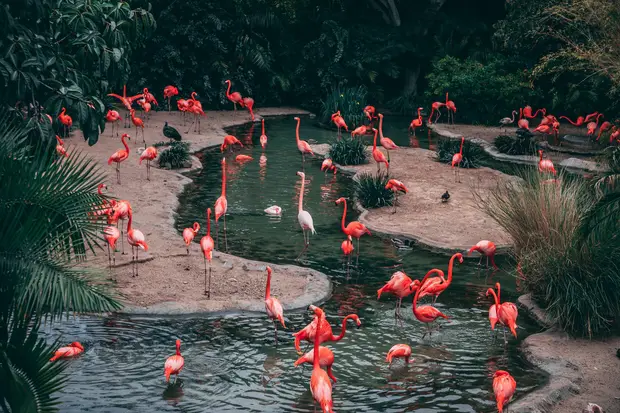 zoo parc paris