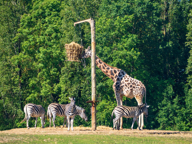 Safari du Zoo de Thoiry