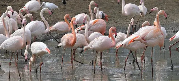 Flamingo