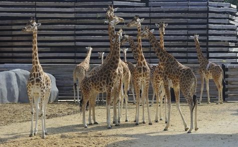 girafes Zoo de Vincennes