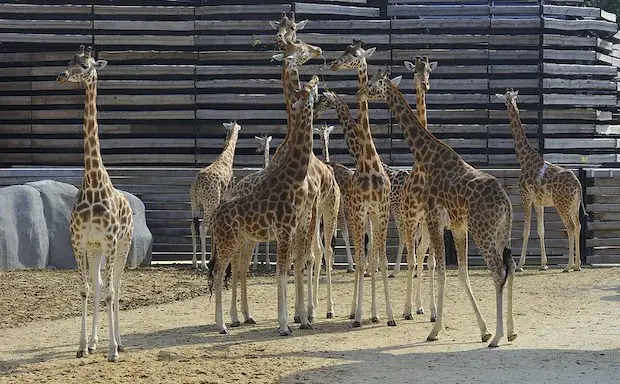 girafes in the zoo