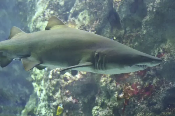 Shark of aquarium Oceanopolis