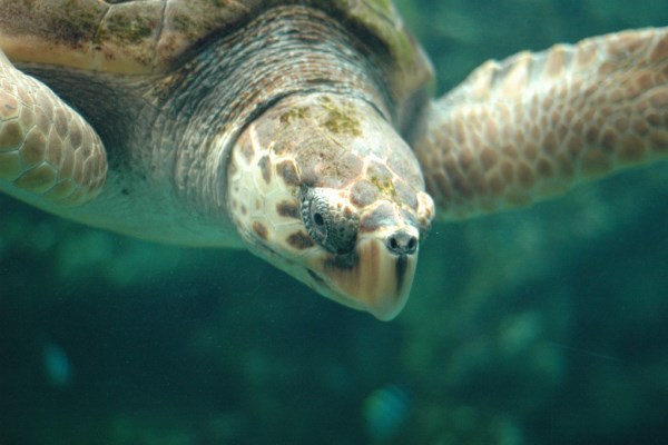 Turtle of aquarium Oceanopolis