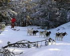 Course Internationale de chiens de tra&icirc;neaux
