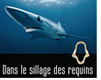 Dans le sillage des requins