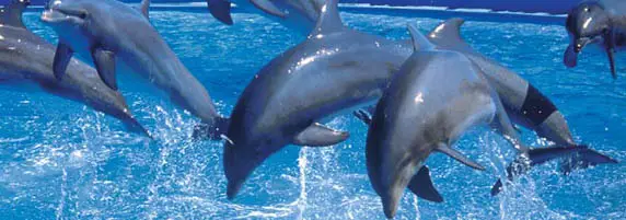 Espace Marineland  d'Antibes